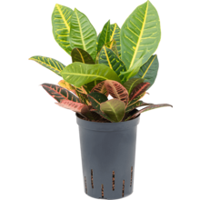 Hydroplante Croton (codiaeum) petra