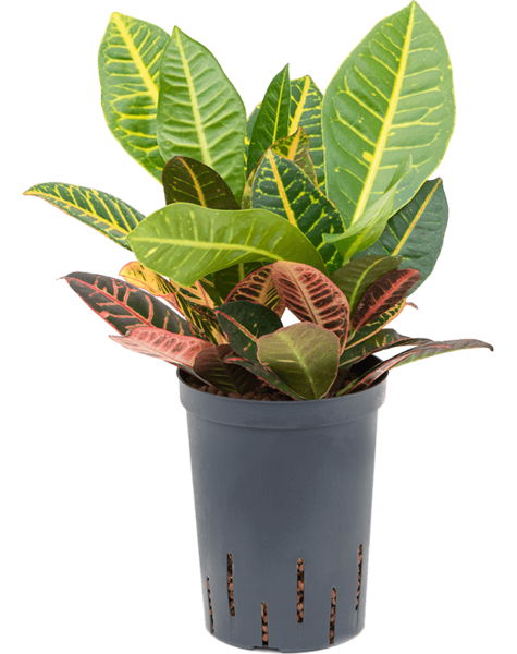 Hydroplante Codiaeum