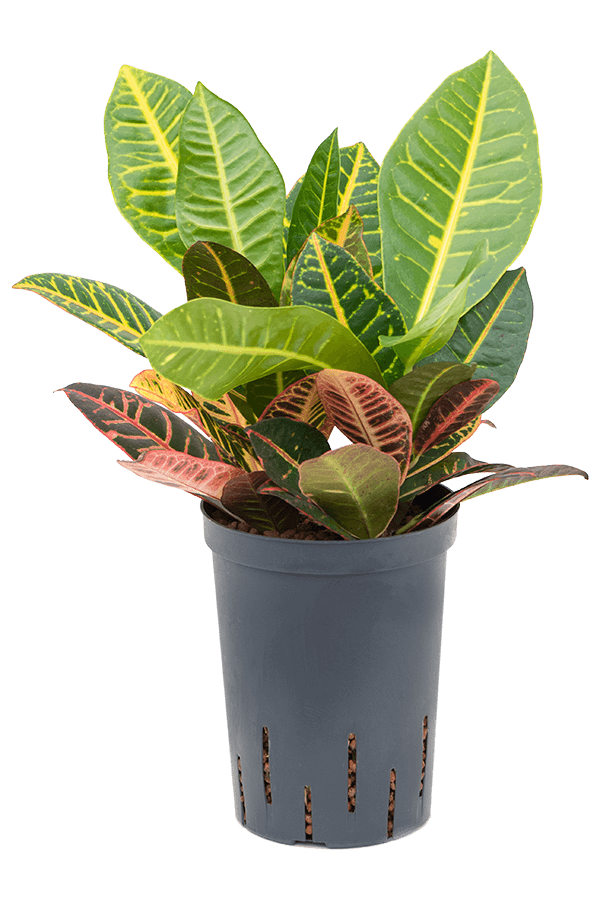 Hydroplante Croton (codiaeum) petra