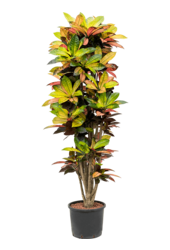 Hydroplant Croton (codiaeum) iceton
