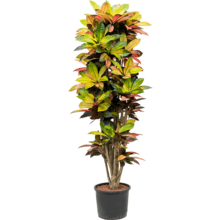 Hydroplant Croton (codiaeum) iceton