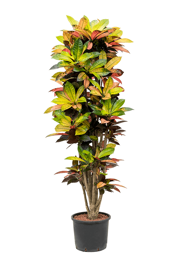 Hydroplant Croton (codiaeum) iceton