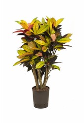 Hydroplante Croton (codiaeum) iceton