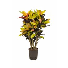 Hydroplante Croton (codiaeum) iceton