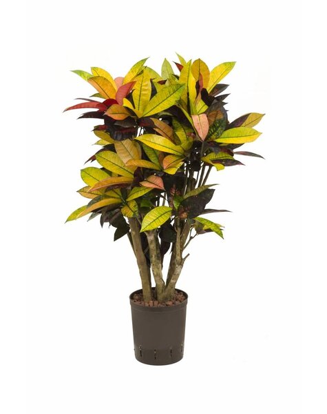 Hydroplante Codiaeum