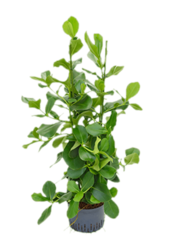 Hydroplante Clusia Rosea