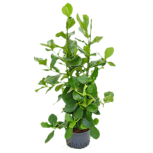 Hydroplante Clusia Rosea