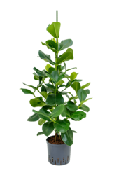 Hydroplante Clusia Rosea