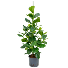 Hydroplante Clusia Rosea