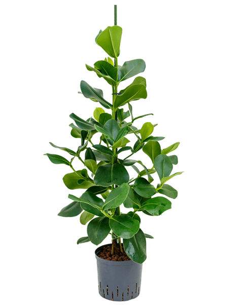 Hydroplante Clusia
