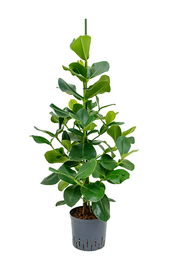Hydroplante Clusia Rosea