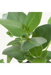 Hydroplante Clusia Rosea