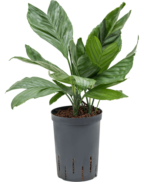 Hydroplant Chamaedorea