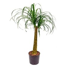 Hydroplante Beaucarnea recurvata