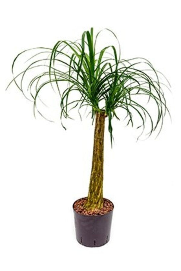 Hydroplante Beaucarnea recurvata