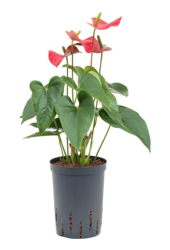Hydroplant Anthurium Rouge Foncé