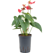 Hydroplant Anthurium Rouge Foncé