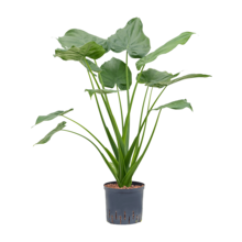Hydroplante Alocasia cucullata