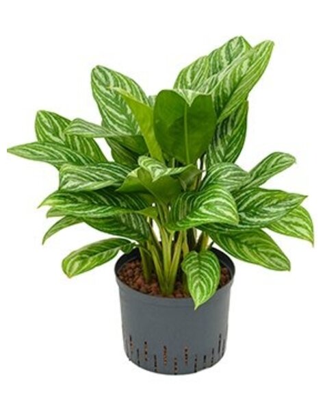 Hydroplante Aglaonema
