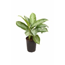 Hydroplante Aglaonema silver bay