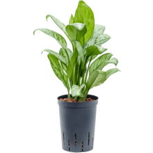 Hydroplante Aglaonema Christina