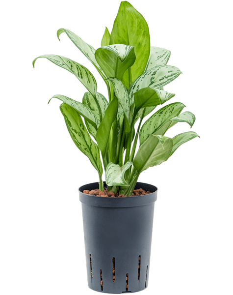 Hydroplante Aglaonema
