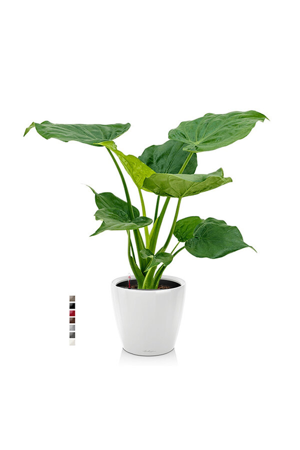 Alocasia Cucullata dans Classico auto-arrosant