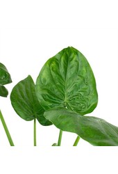 Alocasia Cucullata dans Classico auto-arrosant