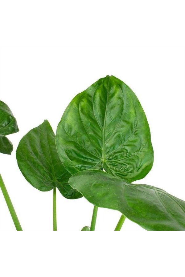 Alocasia Cucullata dans Classico auto-arrosant