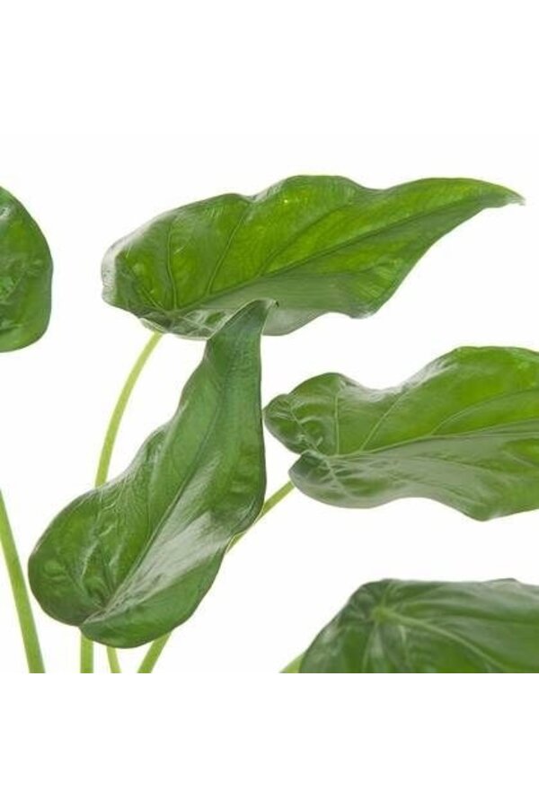 Alocasia Cucullata in Zelfwatergevende Classico
