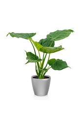 Alocasia Cucullata dans Classico auto-arrosant