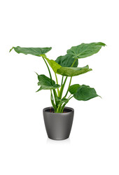 Alocasia Cucullata in Zelfwatergevende Classico