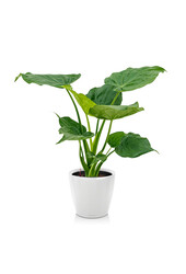 Alocasia Cucullata in Zelfwatergevende Classico