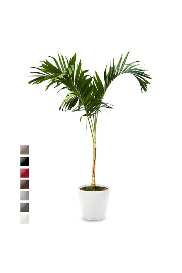 Veitchia Kingsize dans un Classico auto-arrosant