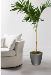 Veitchia Kingsize dans un Classico auto-arrosant