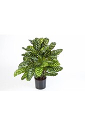 Calathea artificielle