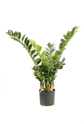 Plante artificielle Zamioculcas émeraude