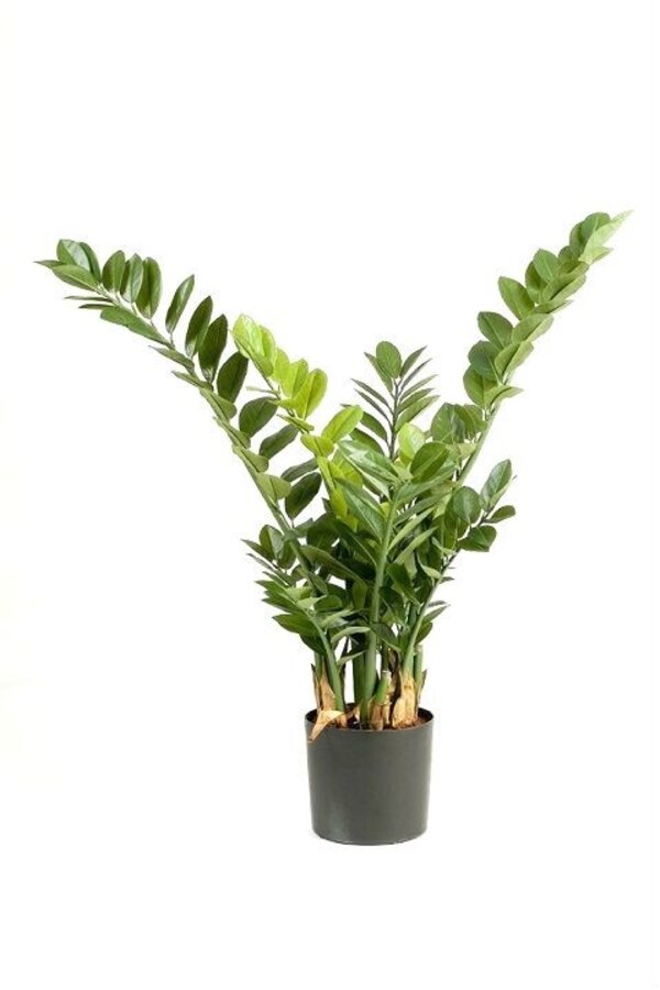 Plante artificielle Zamioculcas émeraude