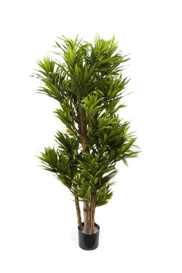 Pleomele song of jamaica plante artificielle