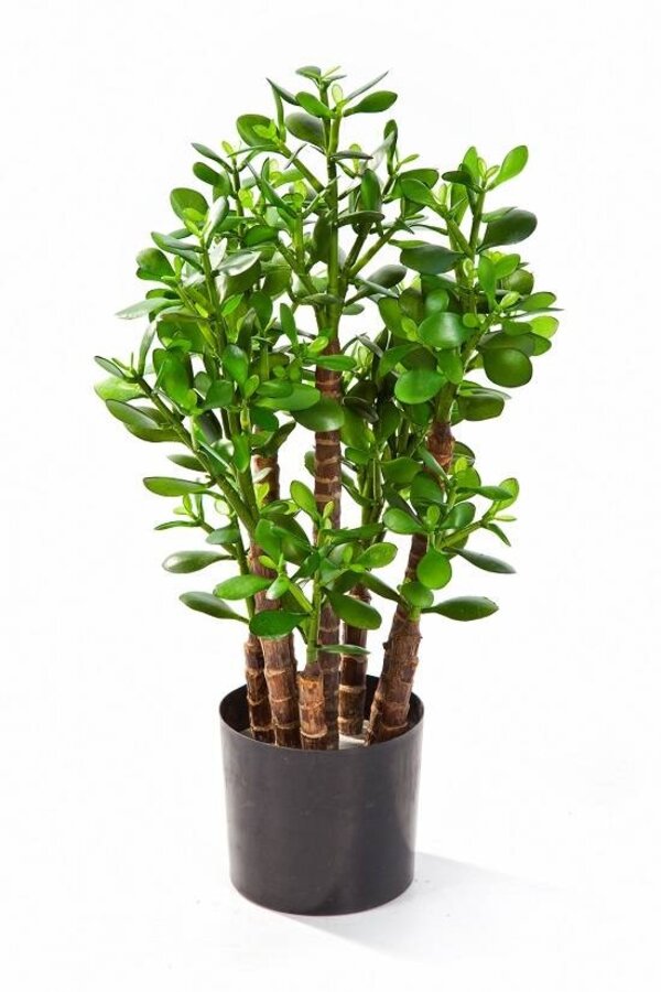 Crassula ovata kunstplant