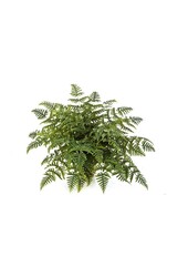 Plante artificielle Athyrium fern