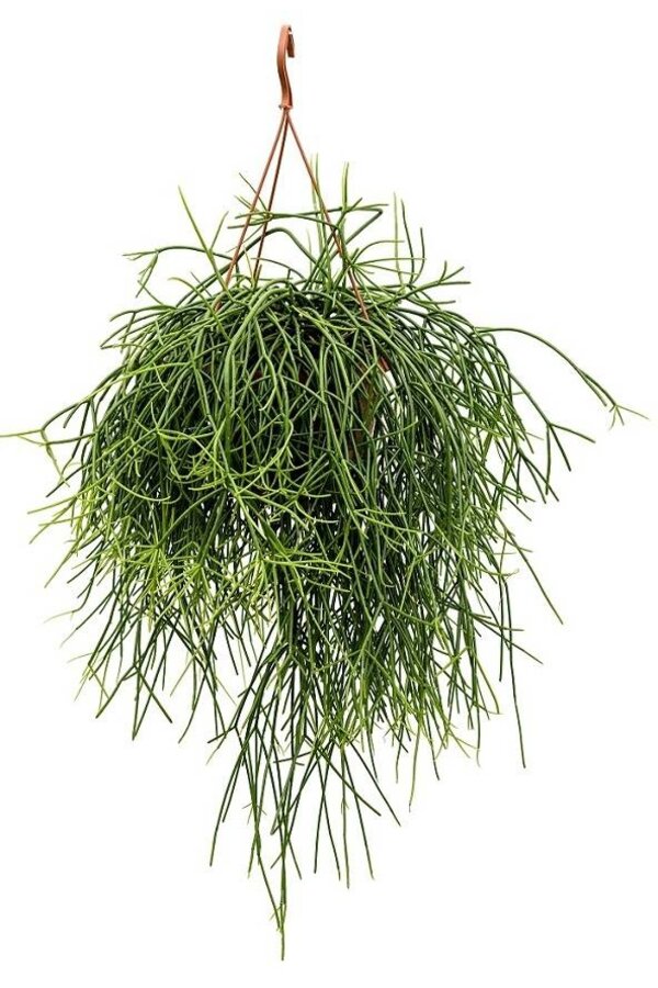 Rhipsalis Pulchra S