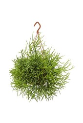 Rhipsalis Heteroclada