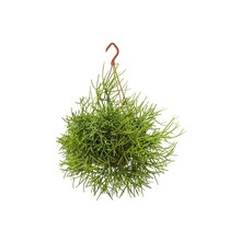 Rhipsalis Heteroclada