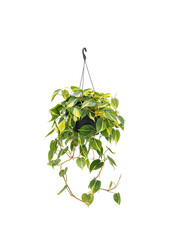 Philodendron Scandens