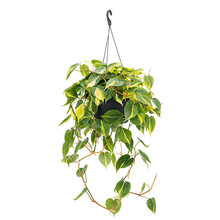 Philodendron Scandens