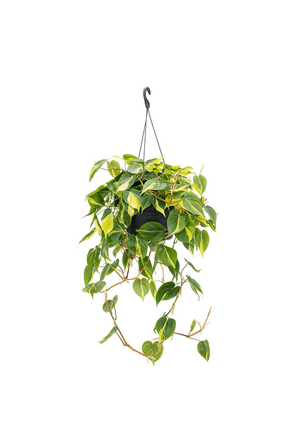 Philodendron Scandens