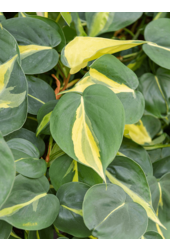 Philodendron Grand Brasil