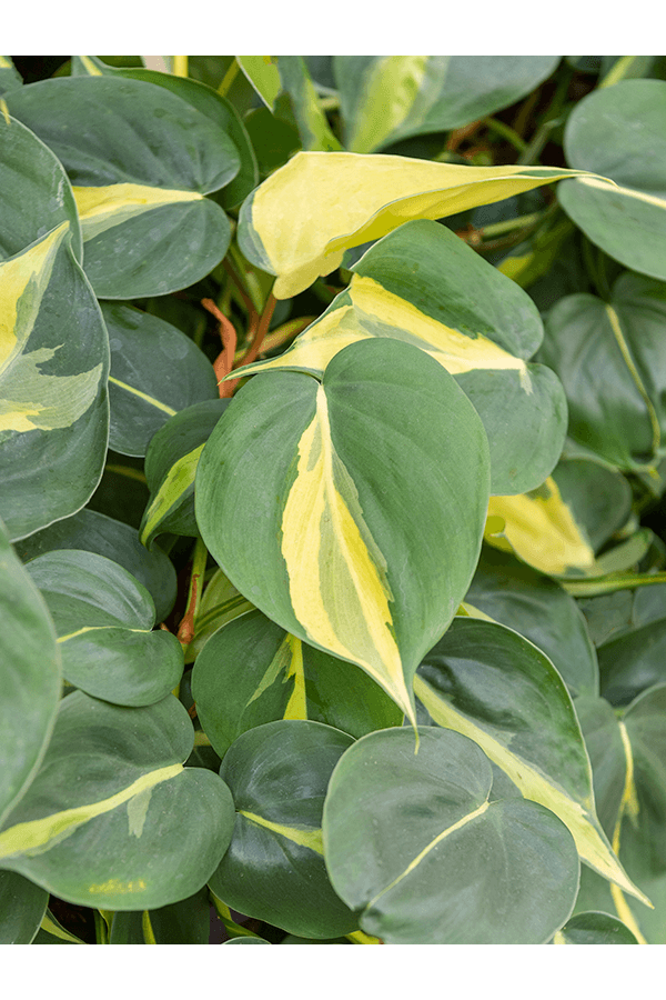 Philodendron Grand Brasil