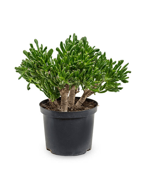 Crassula